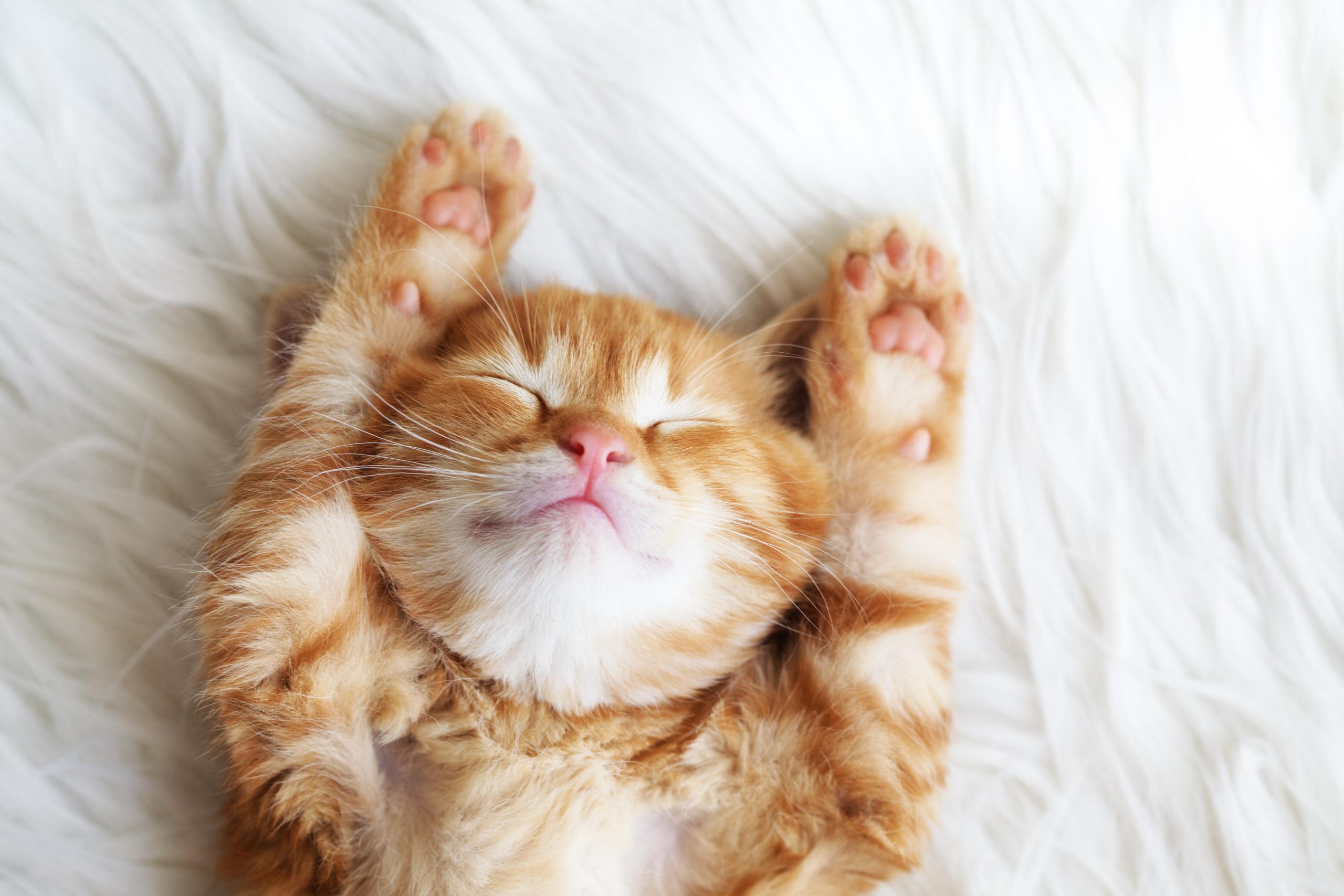 Happy Cat Sleeping on its Back with eyes closed and paws up
